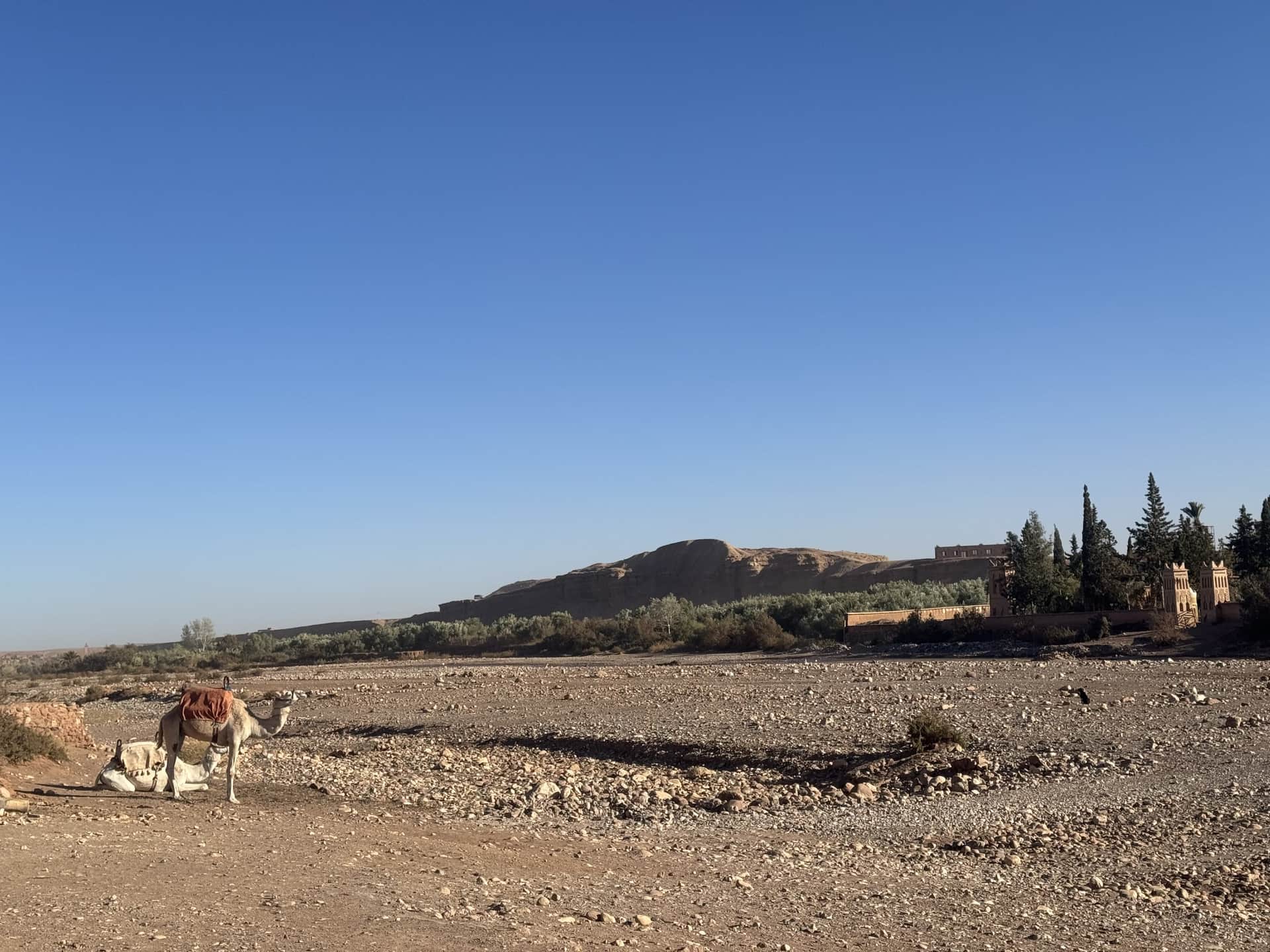 Camellos descansando junto a la kasbah de Ait Ben Haddou con el lecho seco del río Ounila y cielo azul