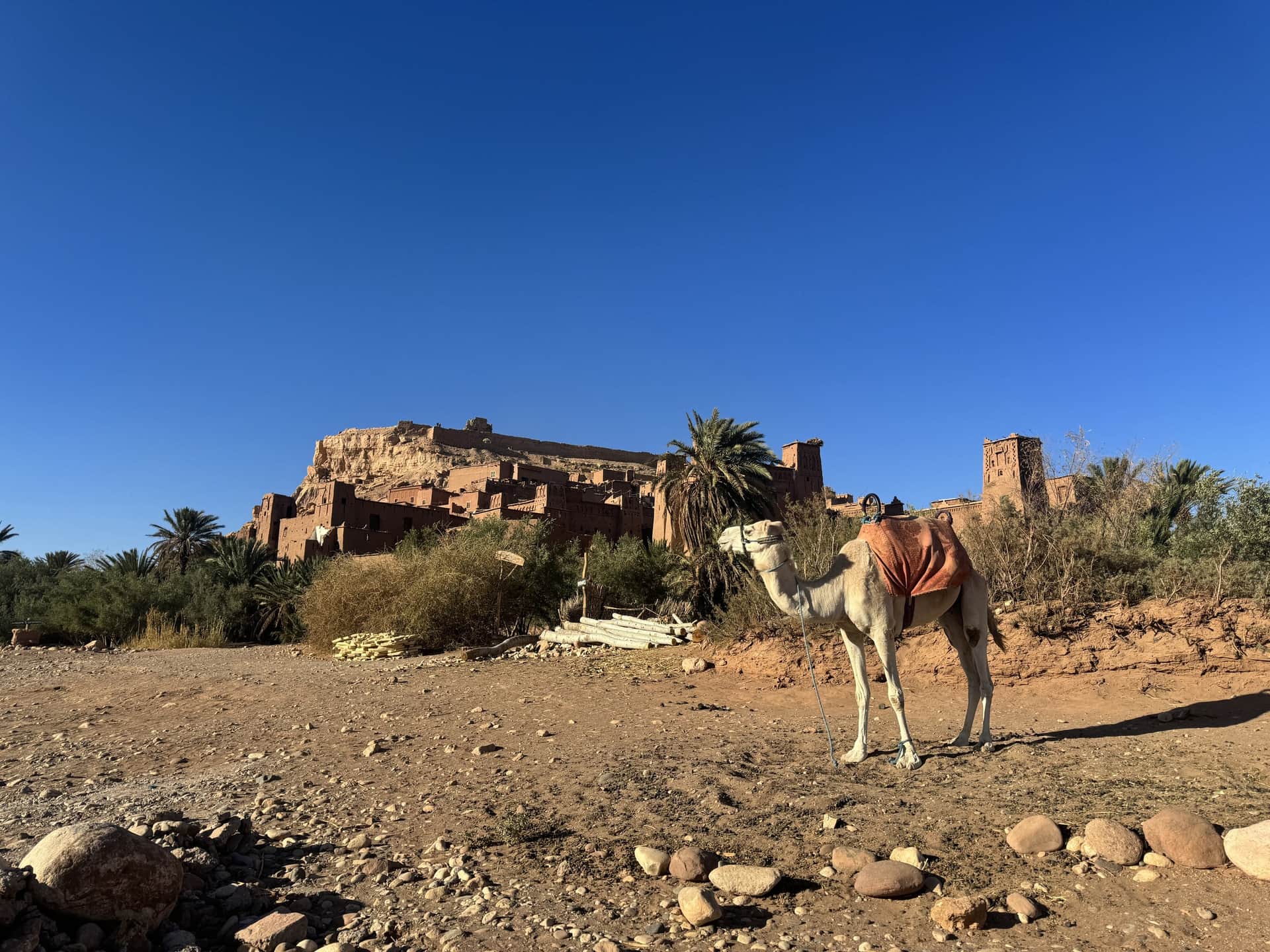Dromedario frente a la kasbah de Ait Ben Haddou con palmeras y cielo azul intenso, Marruecos