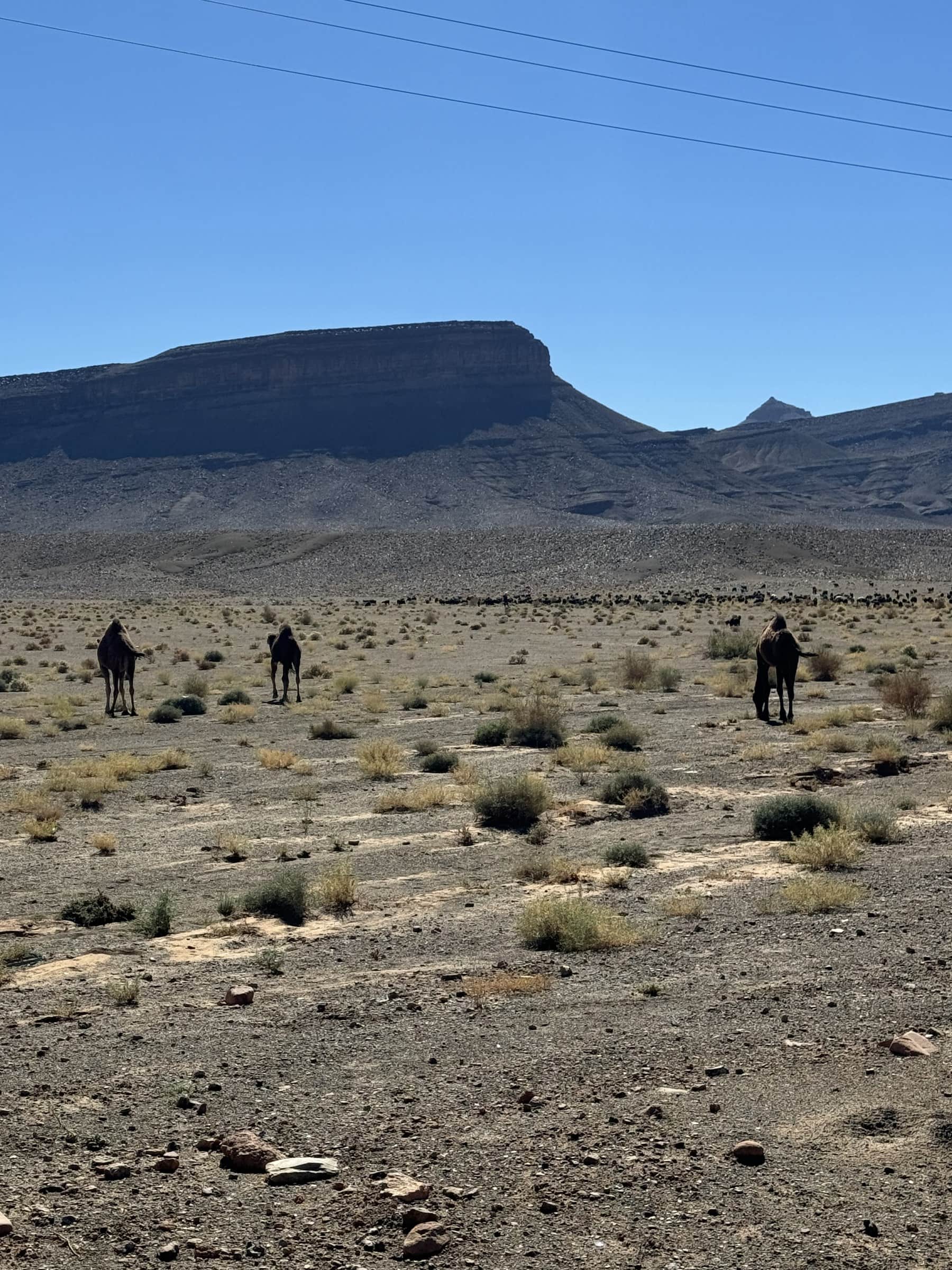Dromedarios en libertad en el desierto pedregoso del sur de Marruecos con meseta rocosa al fondo