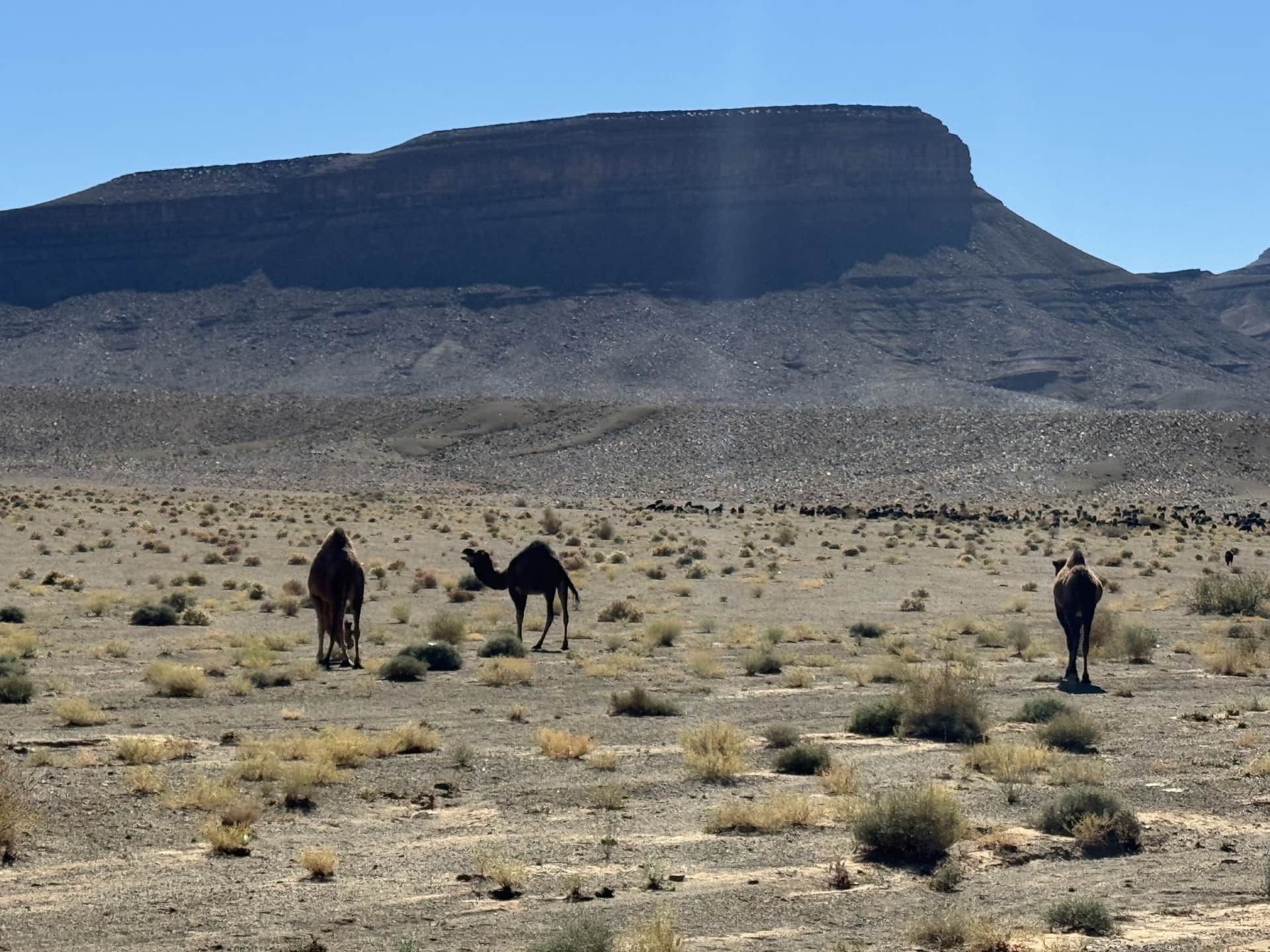 Tres dromedarios en libertad en el desierto pedregoso del sur de Marruecos con mesa basáltica al fondo