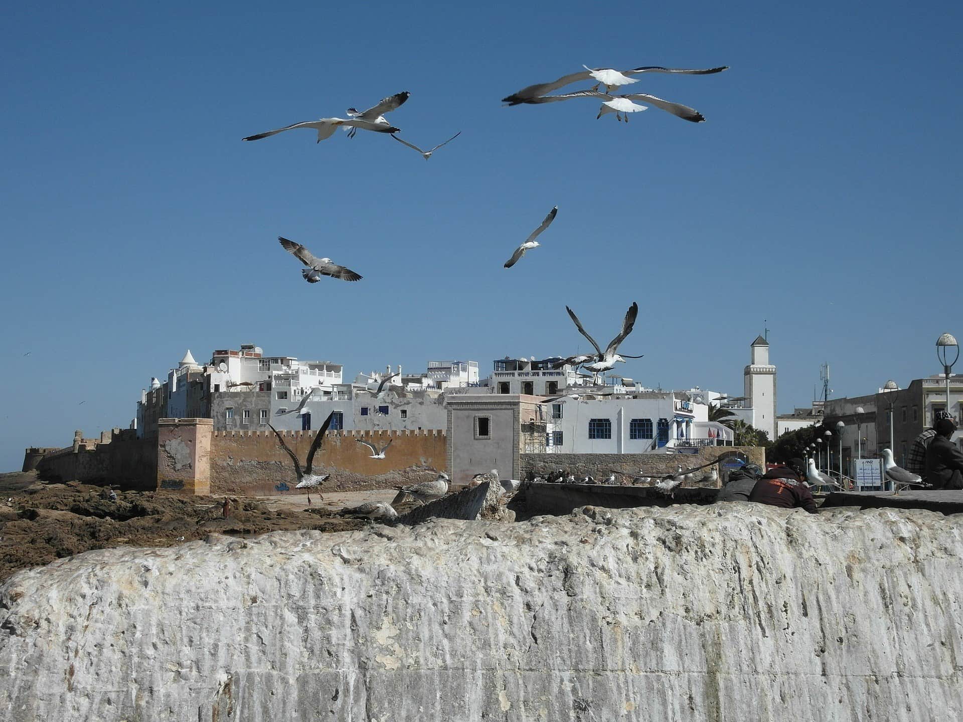Gaviotas volando sobre las murallas y medina blanca de Essaouira con el Atlántico al fondo, Marruecos