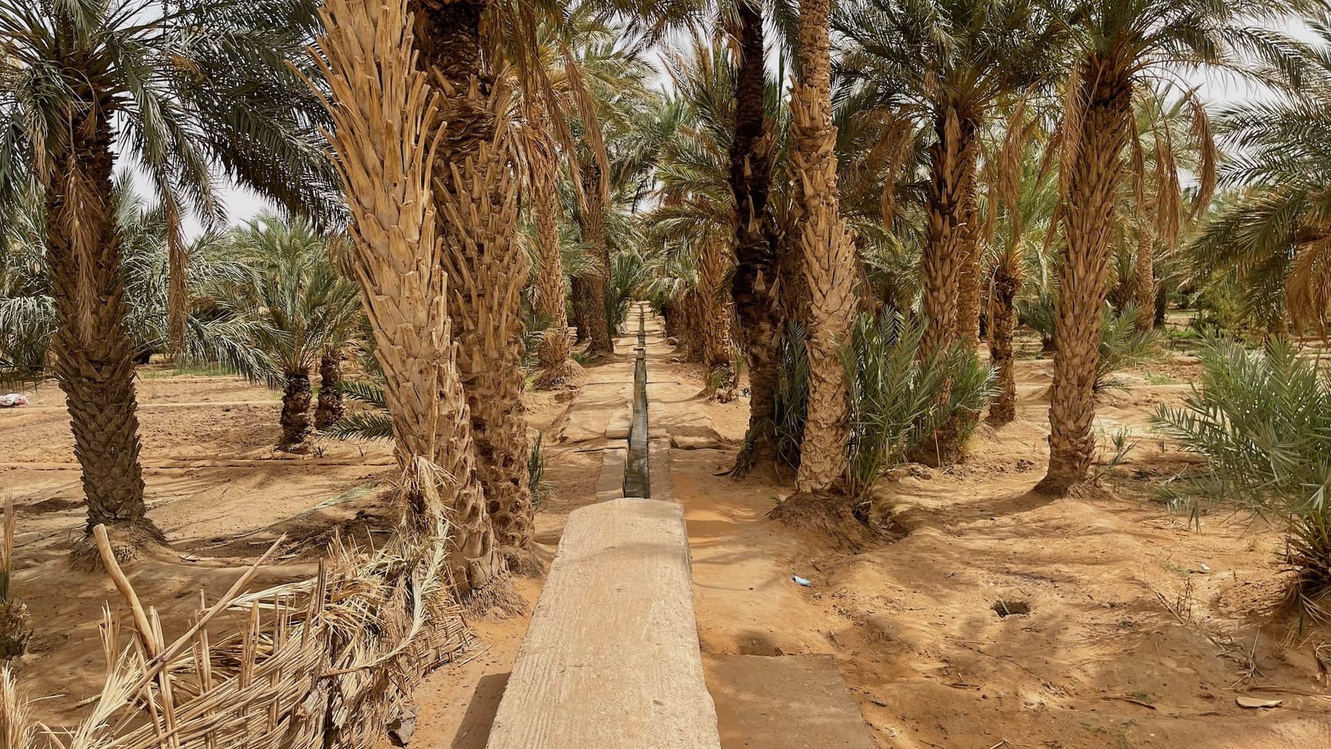 Canal de irrigación tradicional entre palmeras datileras en el oasis de Merzouga, desierto del Sahara marroquí