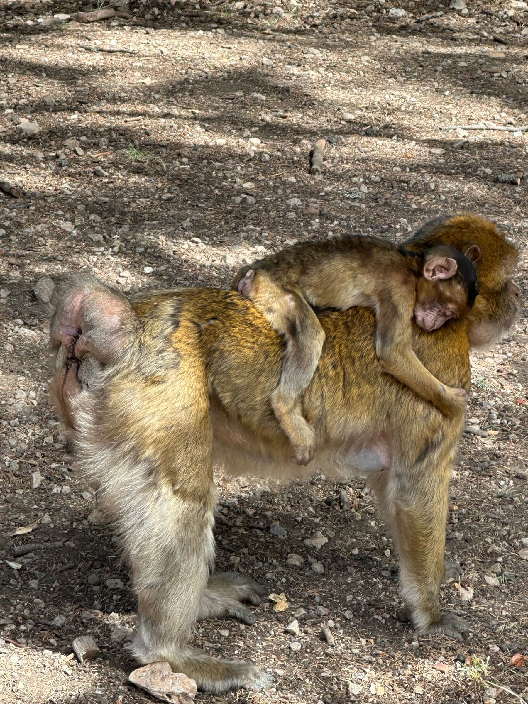 Macaco de Berbería con su cría en el bosque de cedros de Azrou, Marruecos